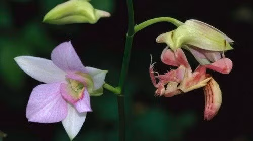 Bọ ngựa phong lan ngụy trang đẹp tuyệt ảnh 4