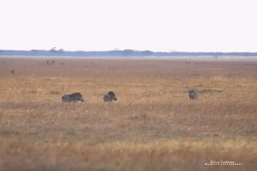 Lợn rừng chết thảm trong vòng vây 9 con sư tử đói - ảnh 4