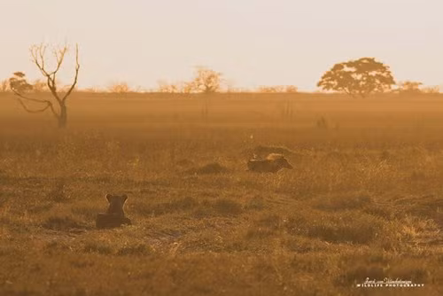 Lợn rừng chết thảm trong vòng vây 9 con sư tử đói - ảnh 2
