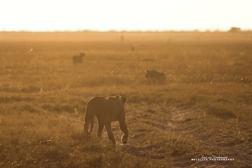 Lợn rừng chết thảm trong vòng vây 9 con sư tử đói - ảnh 1