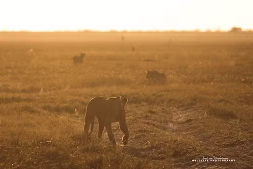 Lợn rừng chết thảm trong vòng vây 9 con sư tử đói - ảnh 1