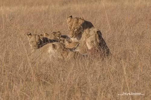 Lợn rừng chết thảm trong vòng vây 9 con sư tử đói - ảnh 9