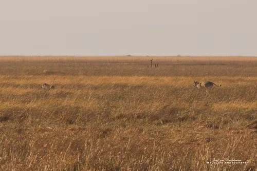 Lợn rừng chết thảm trong vòng vây 9 con sư tử đói - ảnh 5