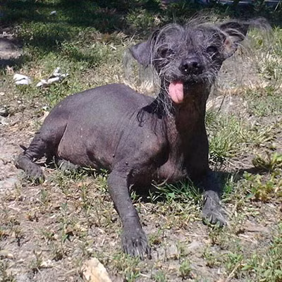 “Dung nhan” những chú chó xấu nhất hành tinh ảnh 2