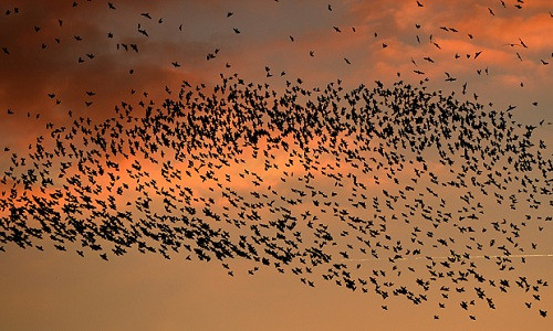 Sáo đá bay theo từng đàn lớn đen kịt để tránh chim săn mồi.