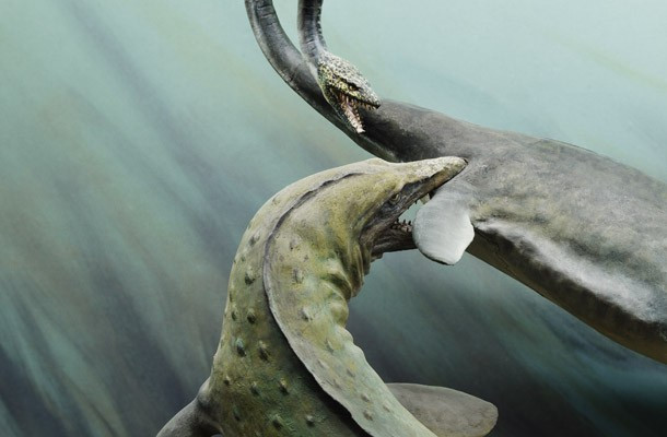 Những “quái vật” khổng lồ nhất đã và đang tồn tại trên Trái Đất ảnh 4 Maui Reptile - Đây là loài bò sát biển hung dữ nhất và có đầu lớn nhất từng tồn tại trên Trái Đất. Chúng có chiều dài hơn 20 m và nặng khoảng 8 tấn.