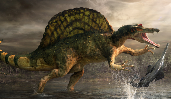 Những “quái vật” khổng lồ nhất đã và đang tồn tại trên Trái Đất ảnh 7 Spinosaurus - Loài này dài hơn 18 m, cao khoảng 6 m và nặng 9 tấn
