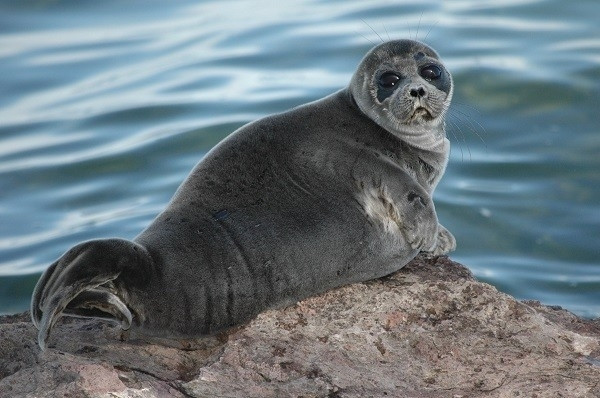 Bí ẩn hồ Baikal, ho Baikal, hồ nước ngọt sâu nhất thế giới, Biển Hồ, Bien Ho, ngâm mình, bất tử, ho nuoc ngot sau nhat the gioi, Baikal. Thuở xưa, Baikal, Angara