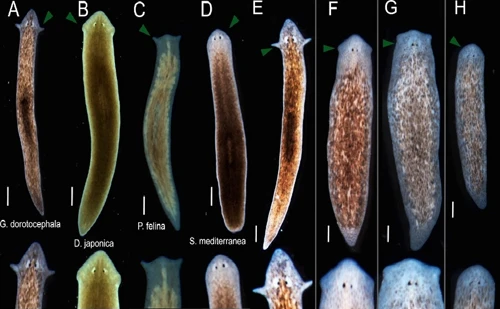 Giun dẹp G. dorotocephala tái tạo lại đầu và não mang hình dạng của loài giun khác khi sự giao tiếp tế bào của chúng bị gián đoạn. Ảnh: Tạp chí Khoa học Phân tử Quốc tế.