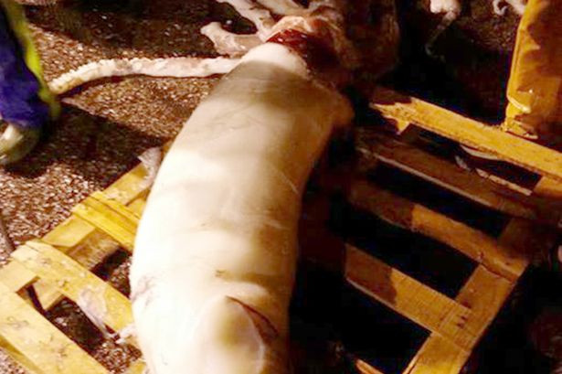 Bắt được con mực khổng lồ to chưa từng thấy ở Tây Ban Nha ảnh 1 Con mực khổng lồ dài 10m và nặng 150kg bắt được ngoài khơi biển Tây Ban Nha