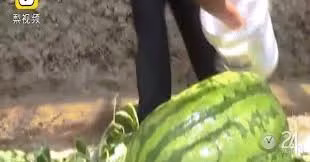 Há hốc mồm xem dưa hấu khổng lồ nặng bằng người ở TQ