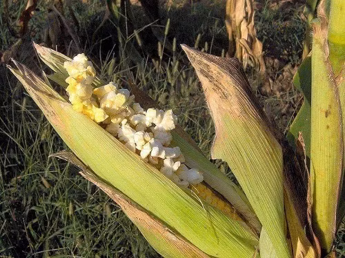 Tác dụng của nắng nóng.