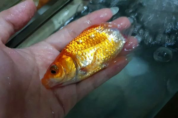 Thối rữa nửa cơ thể, cá vàng vẫn hồi sinh thần kỳ ảnh 2 Cá vàng hồi sinh thần kỳ dù thối rữa nửa cơ thể