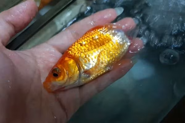 Cá vàng hồi sinh thần kỳ dù thối rữa nửa cơ thể