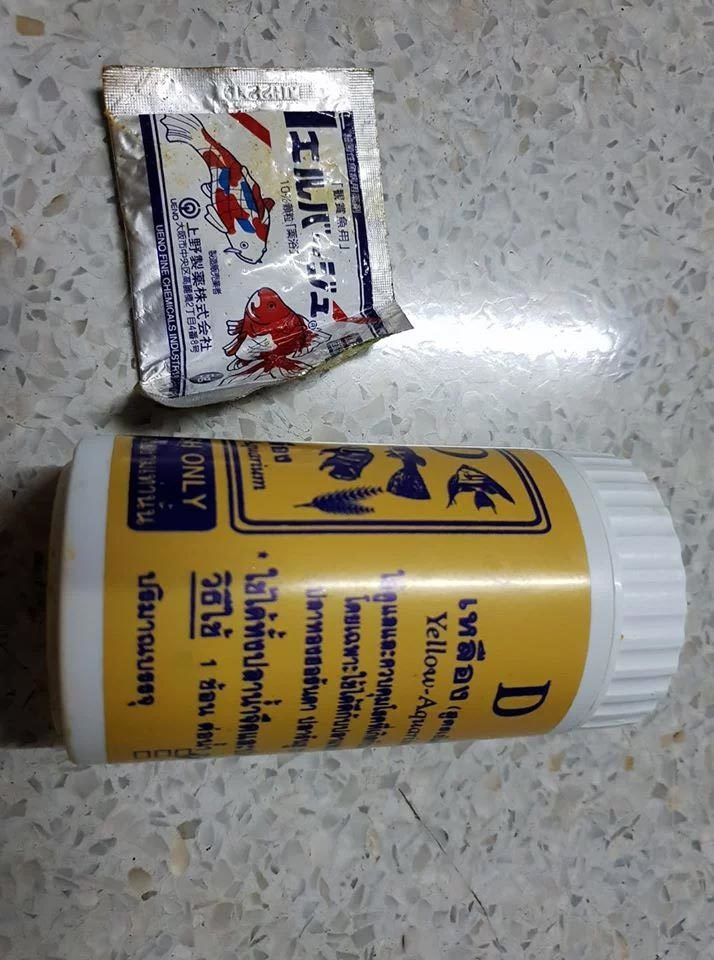 Thối rữa nửa cơ thể, cá vàng vẫn hồi sinh thần kỳ ảnh 1 Cá vàng hồi sinh thần kỳ dù thối rữa nửa cơ thể