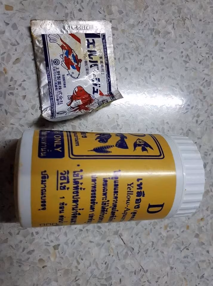 Cá vàng hồi sinh thần kỳ dù thối rữa nửa cơ thể