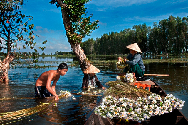 Đặc sản bông súng mùa nước nổi Đặc sản bông súng mùa nước nổi