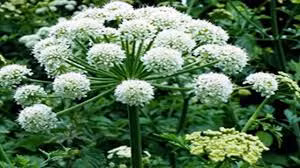 Một số bài thuốc trị lao xương khớp