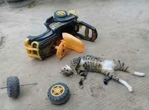 Hiện trường một vụ tai nạn vì say cá. Hiện trường một vụ tai nạn vì say cá.