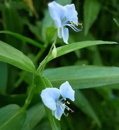 thai-lai-tri-cam-cum-viem-nhiem-duong-ho-hap-1