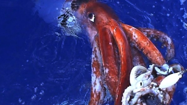 Umibozu rất có thể là một chú mực khổng lồ (ảnh minh họa). Umibozu rất có thể là một chú mực khổng lồ (ảnh minh họa).