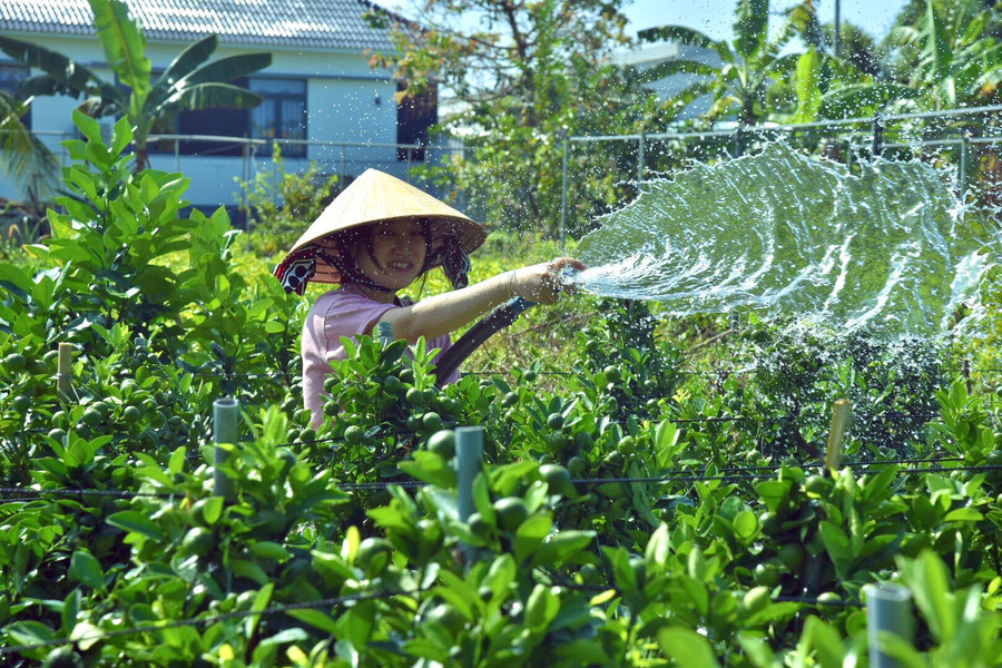 Em Thùy Trang tranh thủ những lúc rảnh phụ giúp gia đình chăm sóc kiểng trái
