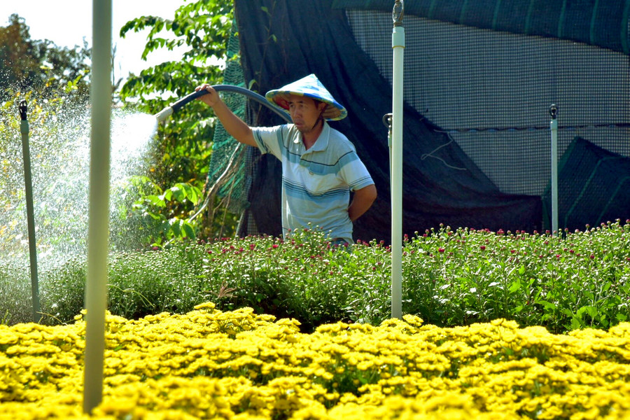 Ảnh minh họa: Người dân chăm sóc hoa để kịp cung ứng cho Festival Hoa - Kiểng và Tết Nguyên đán