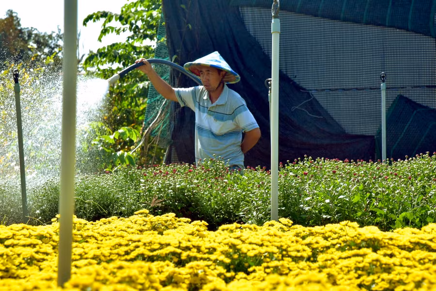 Ảnh minh họa: Người dân chăm sóc hoa để kịp cung ứng cho Festival Hoa - Kiểng và Tết Nguyên đán