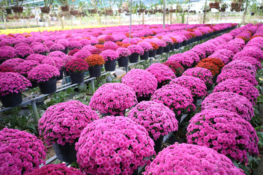 Đặc sắc giống hoa Cúc mâm xôi mới nhiều màu tại Festival Hoa - Kiểng Sa Đéc