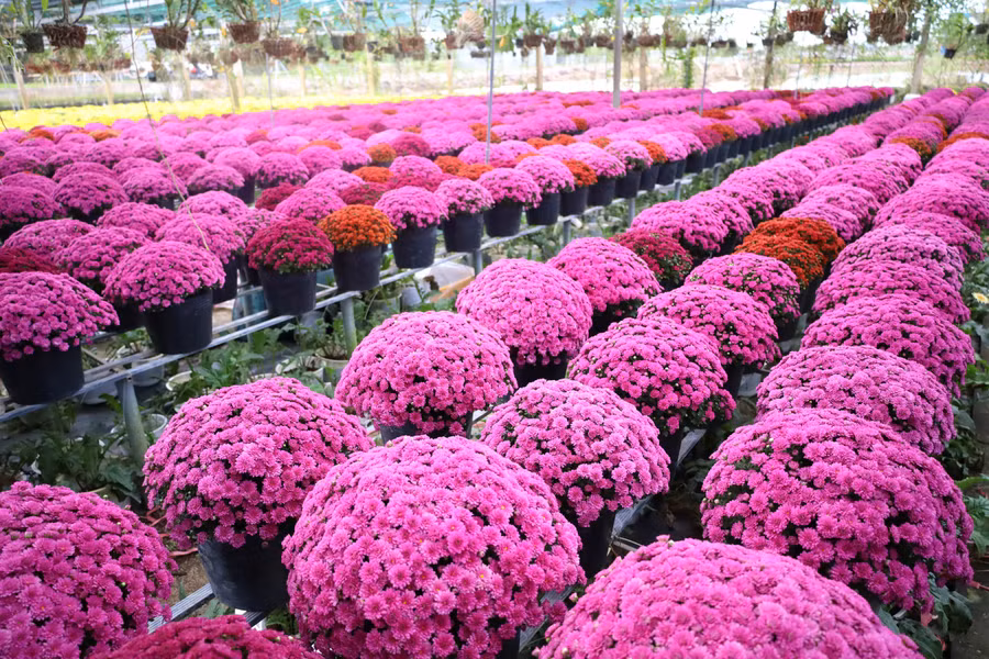 Đặc sắc giống hoa Cúc mâm xôi mới nhiều màu tại Festival Hoa - Kiểng Sa Đéc