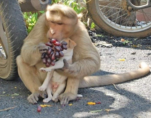 Khỉ mẹ cứu và chăm sóc chó con như con đẻ ảnh 7 7