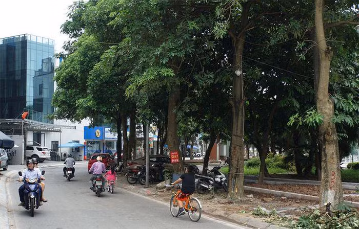 Hàng trăm cây hoa sữa ở Hà Nội bất ngờ bị chặt cành, cưa ngọn ảnh 11