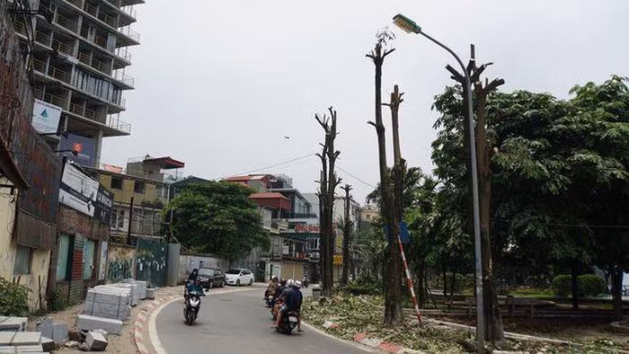Hàng trăm cây hoa sữa ở Hà Nội bất ngờ bị chặt cành, cưa ngọn ảnh 1