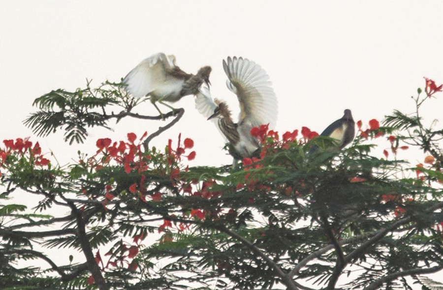 Đôi bạn