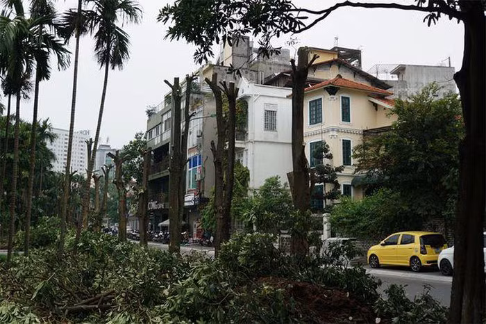 Hàng trăm cây hoa sữa ở Hà Nội bất ngờ bị chặt cành, cưa ngọn ảnh 6