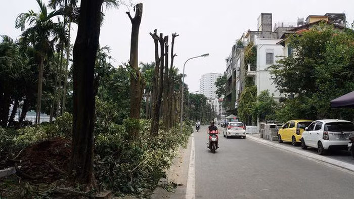 Hàng trăm cây hoa sữa ở Hà Nội bất ngờ bị chặt cành, cưa ngọn ảnh 3