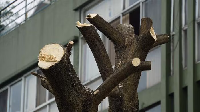 Hàng trăm cây hoa sữa ở Hà Nội bất ngờ bị chặt cành, cưa ngọn ảnh 9