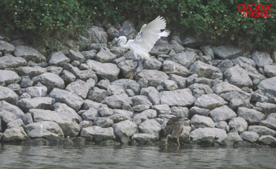 Nhẩn nha tìm mồi.