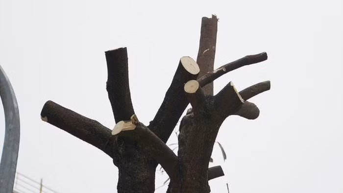 Hàng trăm cây hoa sữa ở Hà Nội bất ngờ bị chặt cành, cưa ngọn ảnh 10