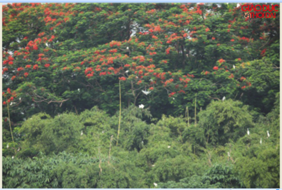 Đảo Cò đẹp như bức tranh phong cảnh hữu tình.