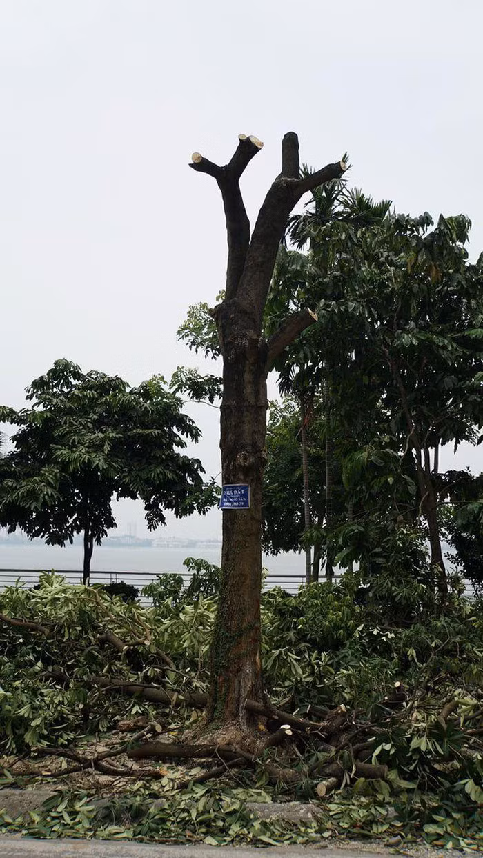 Hàng trăm cây hoa sữa ở Hà Nội bất ngờ bị chặt cành, cưa ngọn ảnh 5