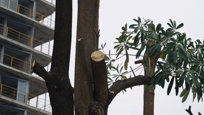 Hàng trăm cây hoa sữa ở Hà Nội bất ngờ bị chặt cành, cưa ngọn ảnh 8