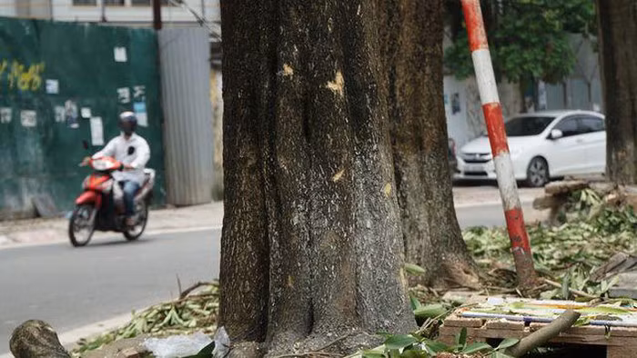 Hàng trăm cây hoa sữa ở Hà Nội bất ngờ bị chặt cành, cưa ngọn ảnh 7