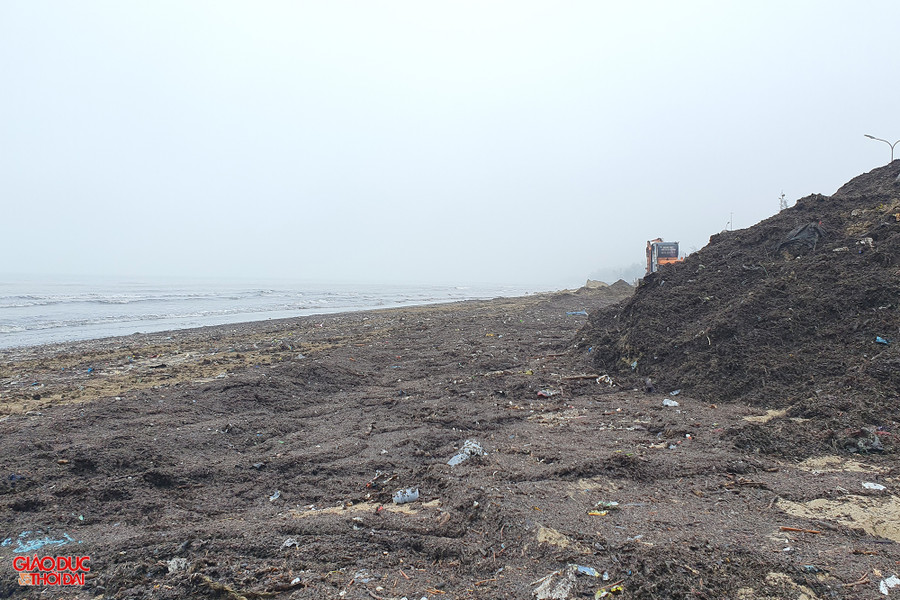 Mùn biển được thu gom, tập kết để vận chuyển đến bãi đổ thải. Ảnh: Phạm Tâm