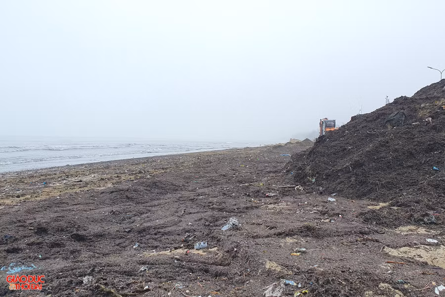 Mùn biển được thu gom, tập kết để vận chuyển đến bãi đổ thải. Ảnh: Phạm Tâm Mùn biển được thu gom, tập kết để vận chuyển đến bãi đổ thải. Ảnh: Phạm Tâm