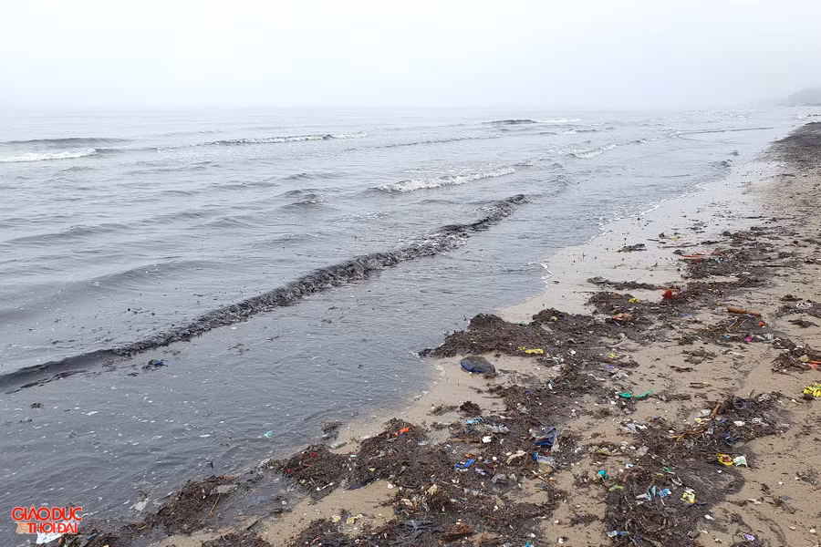 Mùn khiến nước biển đen kịt. Ảnh: Phạm Tâm Mùn khiến nước biển đen kịt. Ảnh: Phạm Tâm