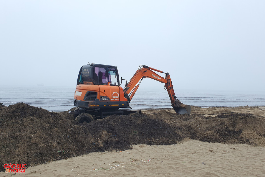 Chính quyền TX Cửa Lò huy động máy móc để dọn sạch mùn biển. Ảnh: Phạm Tâm