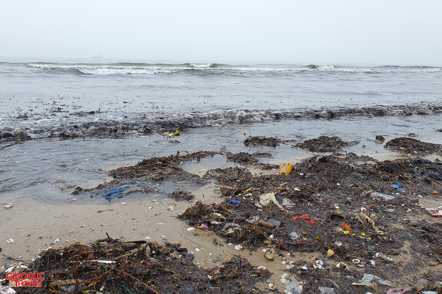 Mùn biển bị đánh dạt lên bờ, hòa lẫn với rễ cây và rác thải sinh hoạt. Ảnh: Phạm Tâm