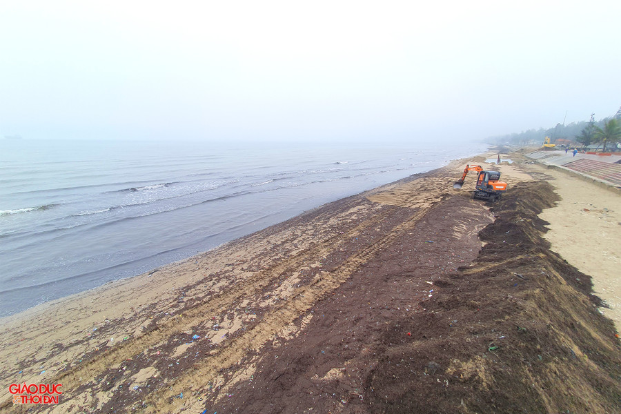 Mùn biển ngập tràn bãi biển Cửa Lò. Ảnh: Phạm Tâm