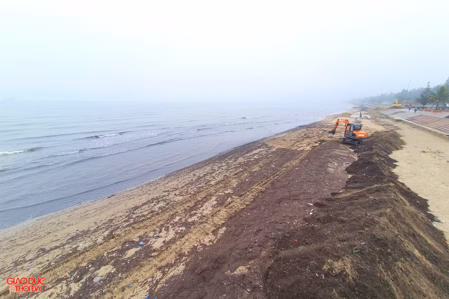 Mùn biển ngập tràn bãi biển Cửa Lò. Ảnh: Phạm Tâm Mùn biển ngập tràn bãi biển Cửa Lò. Ảnh: Phạm Tâm